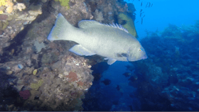 Eastern Blue Grouper, Dive Victoria, Learn to dive, Scuba diving, Queenscliff diving