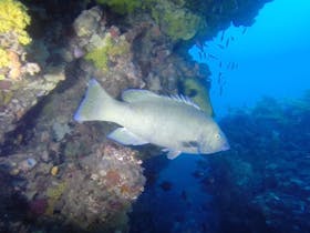 Eastern Blue Grouper, Dive Victoria, Learn to dive, Scuba diving, Queenscliff diving