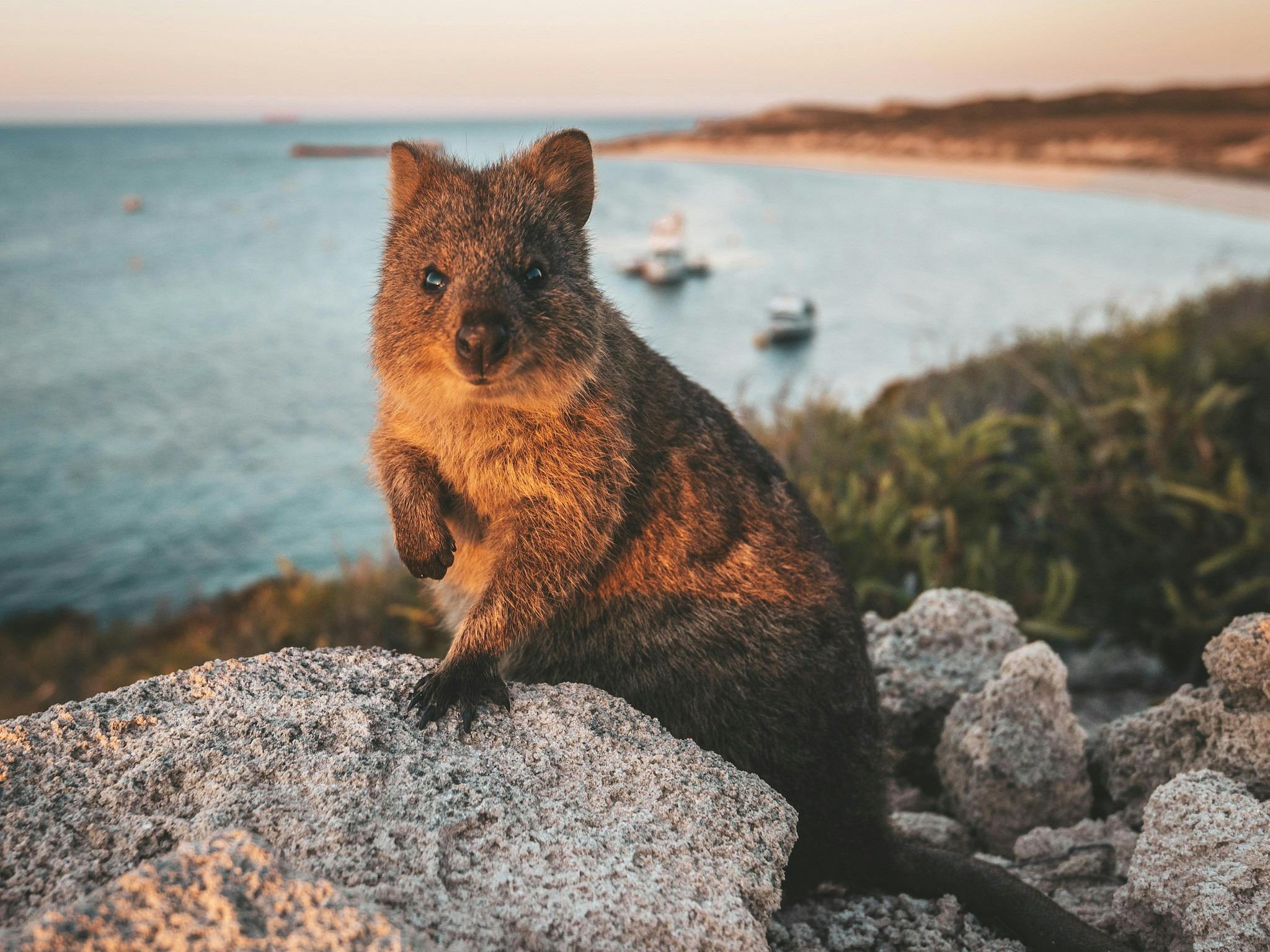 Image portrays a Quokka on a rock by a stretch of coast line as the sunsets