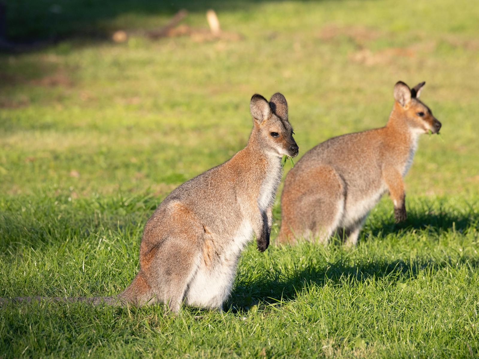 An abundance of Australian wildlife