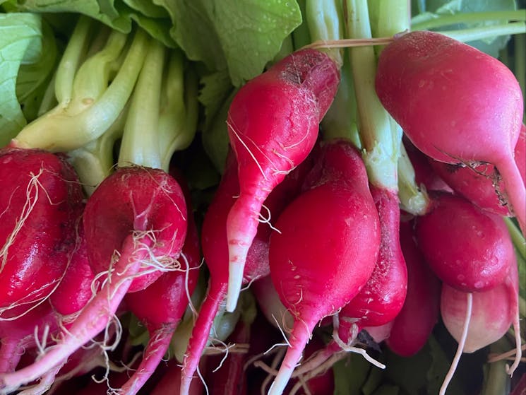 These delicious organic radishes are grown just down the road by one of our local farmers.