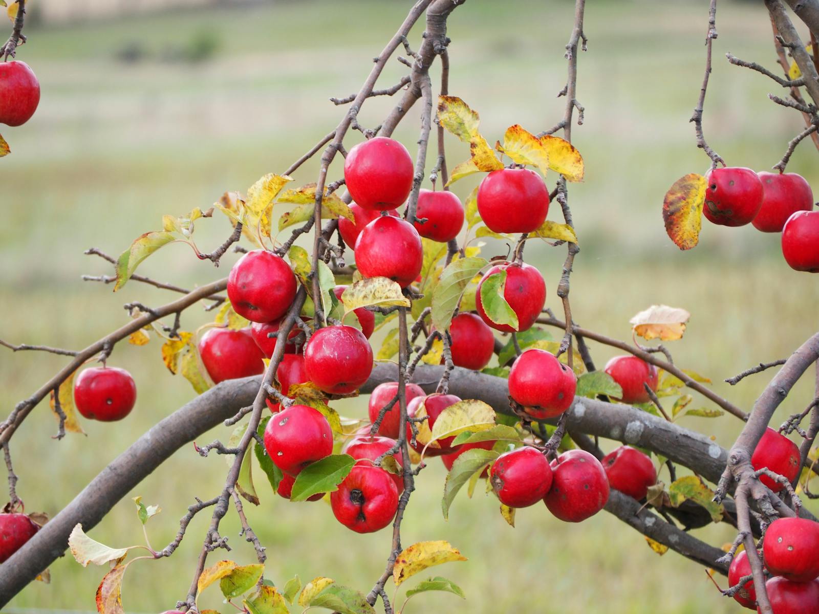 Explore the Huon Valley region with Adventure Trails Tasmania and discover the freshest apples