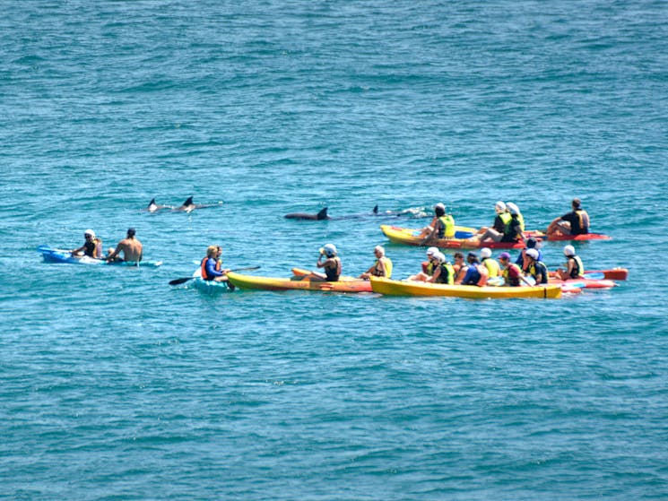 Kayak with Wild Dolphins