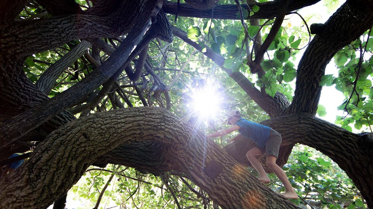 Boy climbing a Cotton Tree at Scarborough Beach Park Boy climbing a Cotton Tree at Scarborough Beach Park