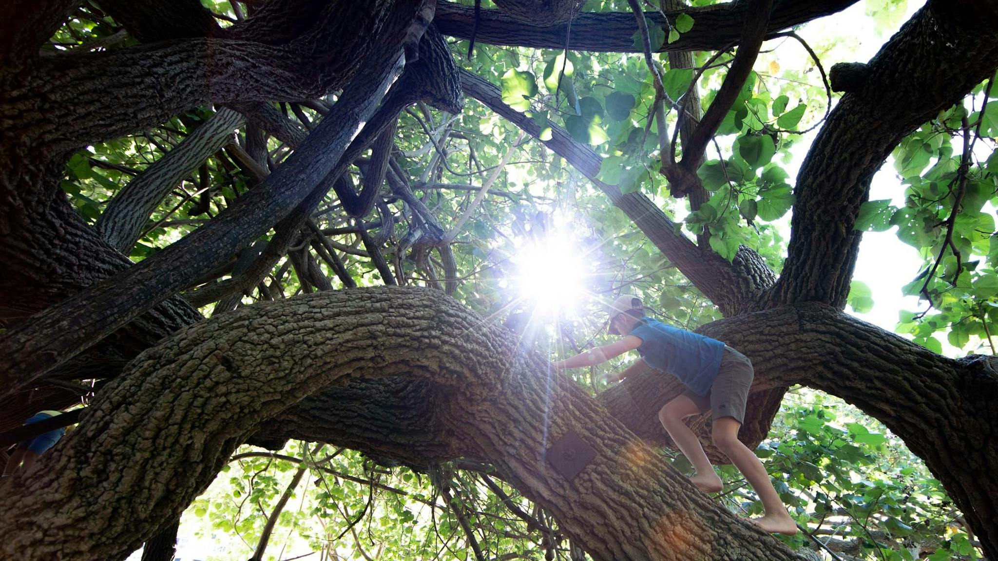 Boy climbing a Cotton Tree at Scarborough Beach Park Boy climbing a Cotton Tree at Scarborough Beach Park