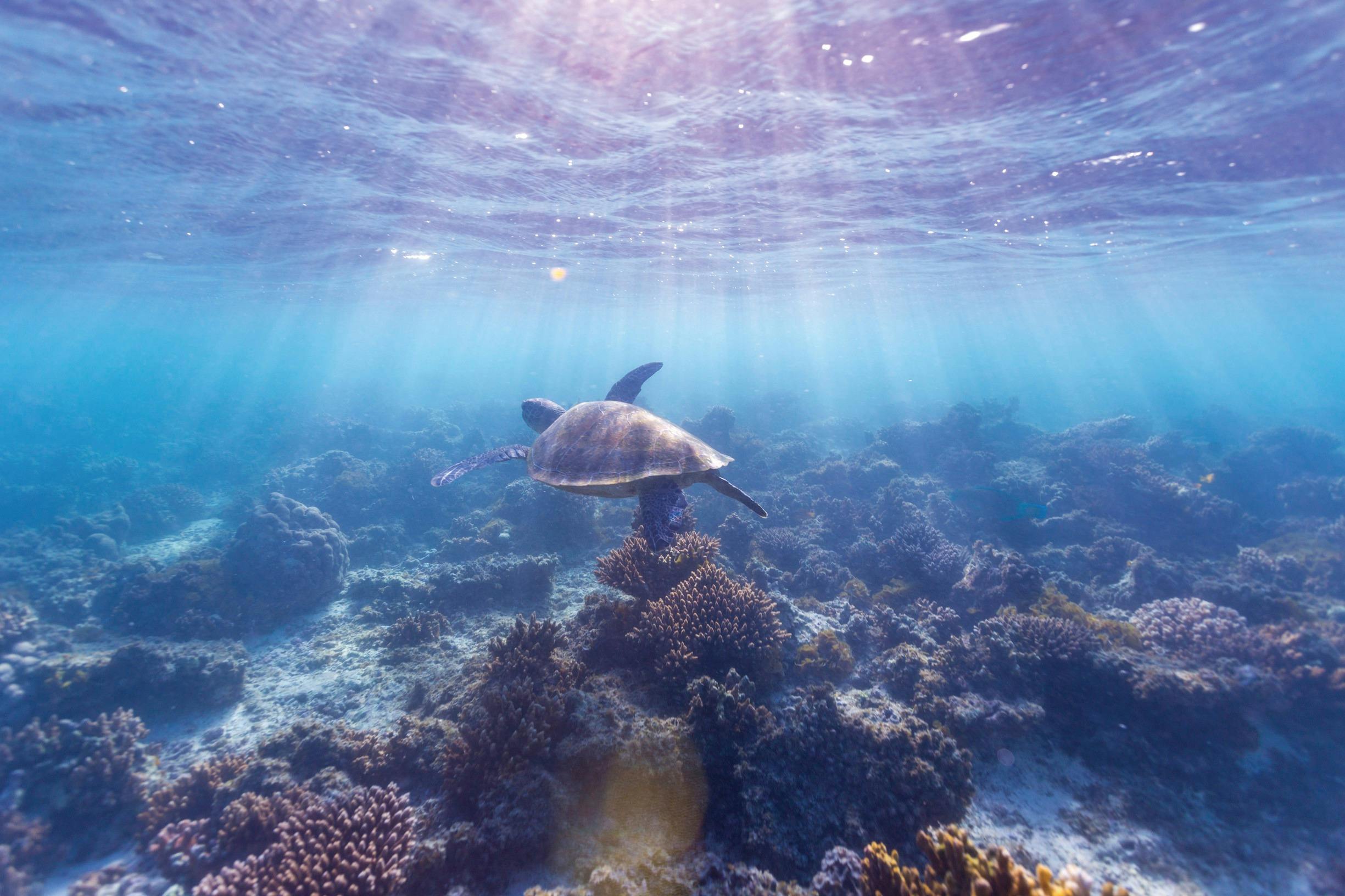 Best of Coral Coast, Exmouth, Western Australia