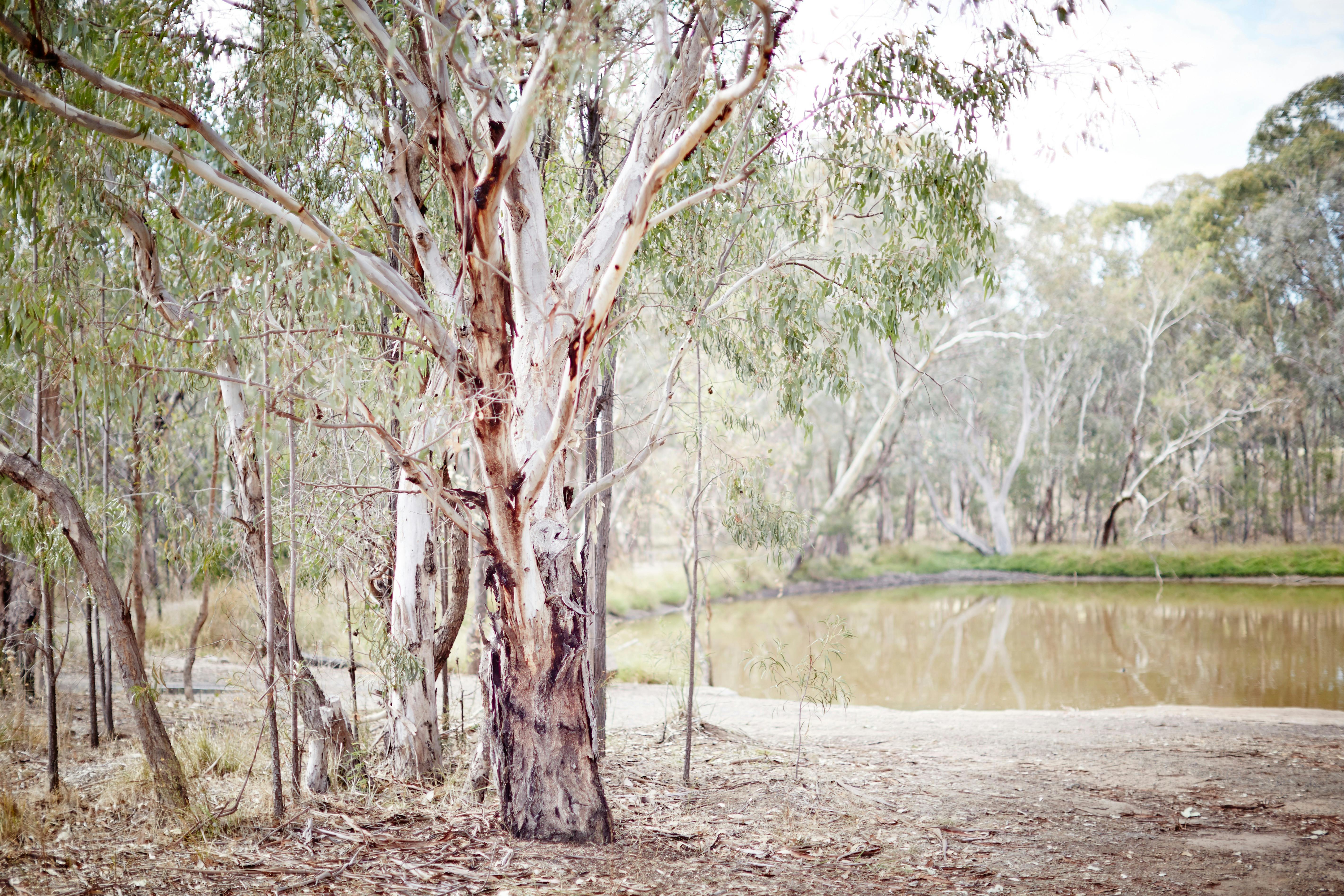 Gum tree, brown trunk with white branchs, trees a round lake, bank of lake, path around lake