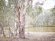 Gum tree, brown trunk with white branchs, trees a round lake, bank of lake, path around lake