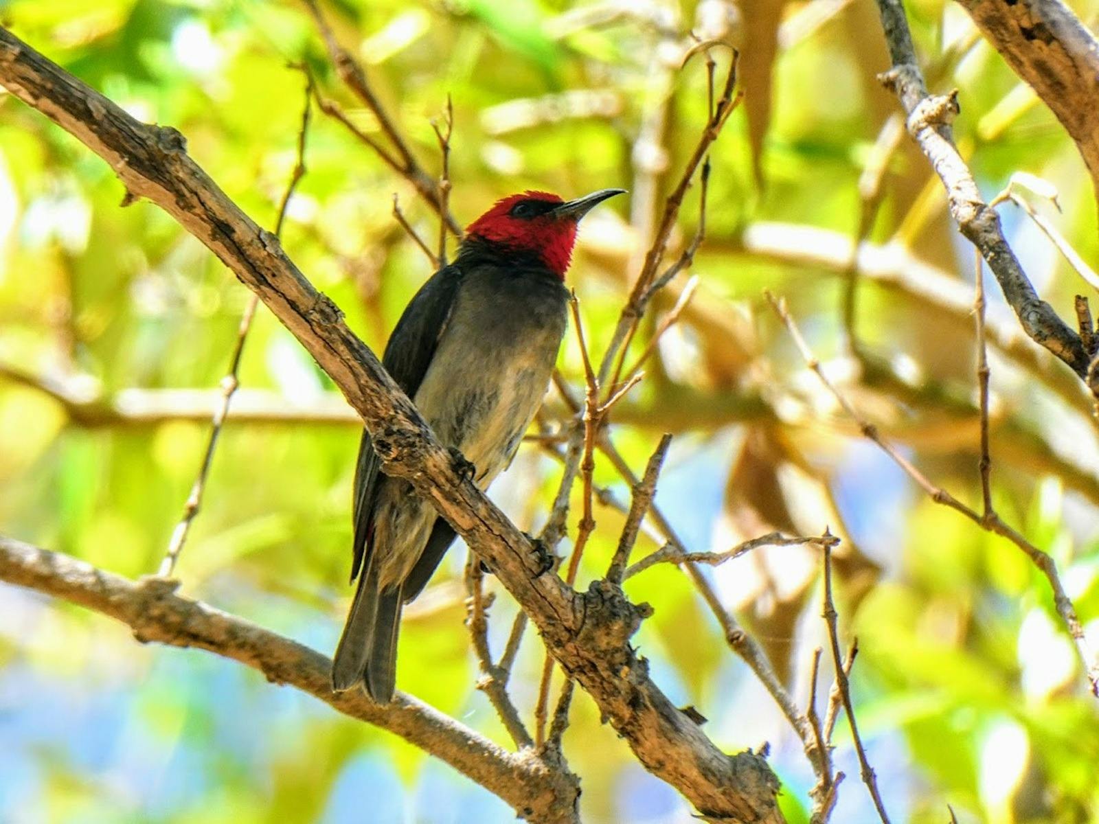 Red-headed Myzomela