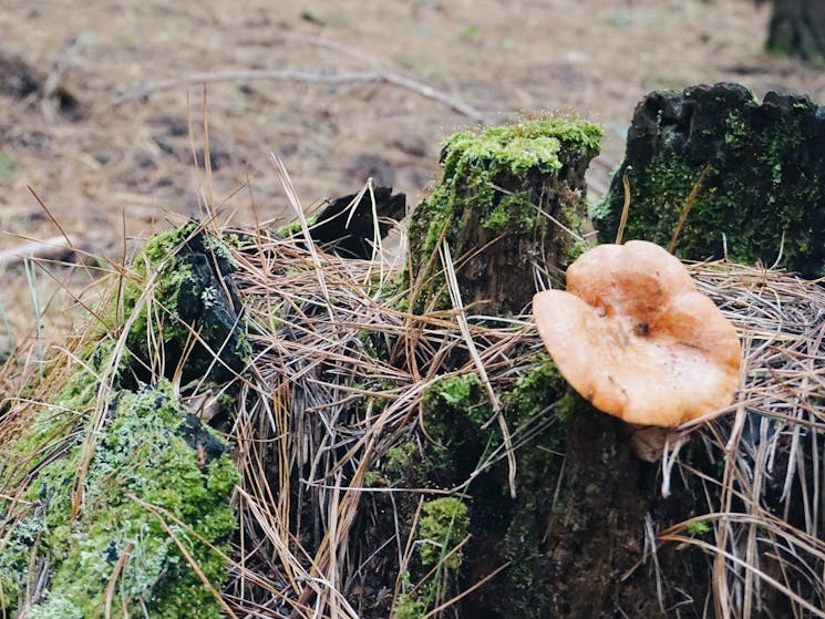 A red pine mushroom growing on a stump