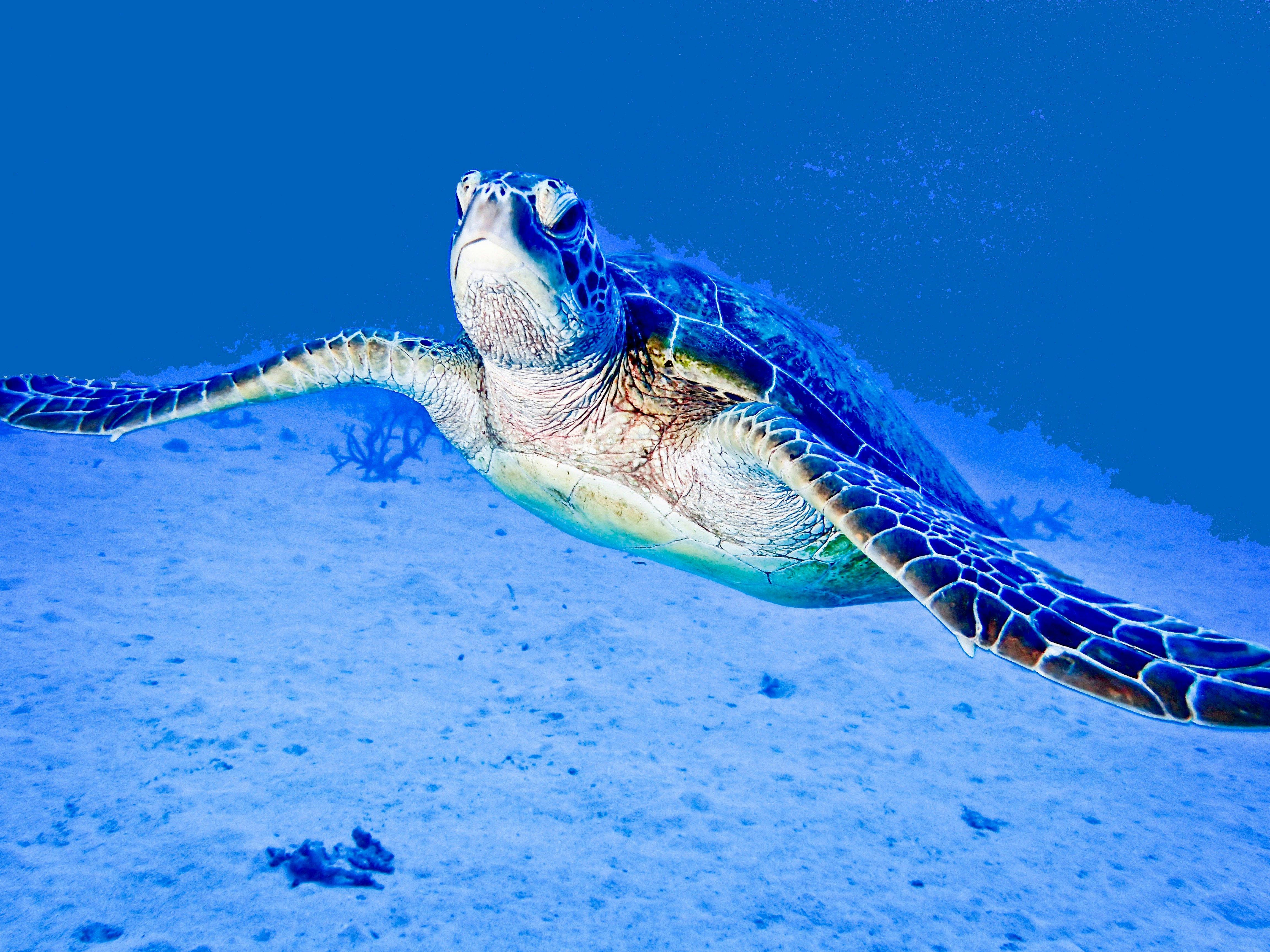 Coral Sea Dreaming Dive And Sail Cairns Great Barrier Reef   3eaee8f1aa73a13ba9e9e976c4b39c50 