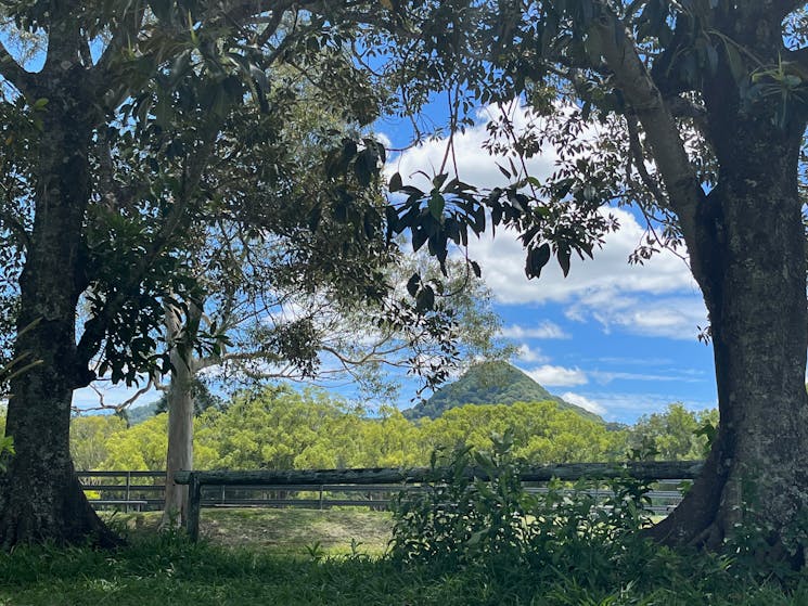 Picture of Mt Chincogan through the trees