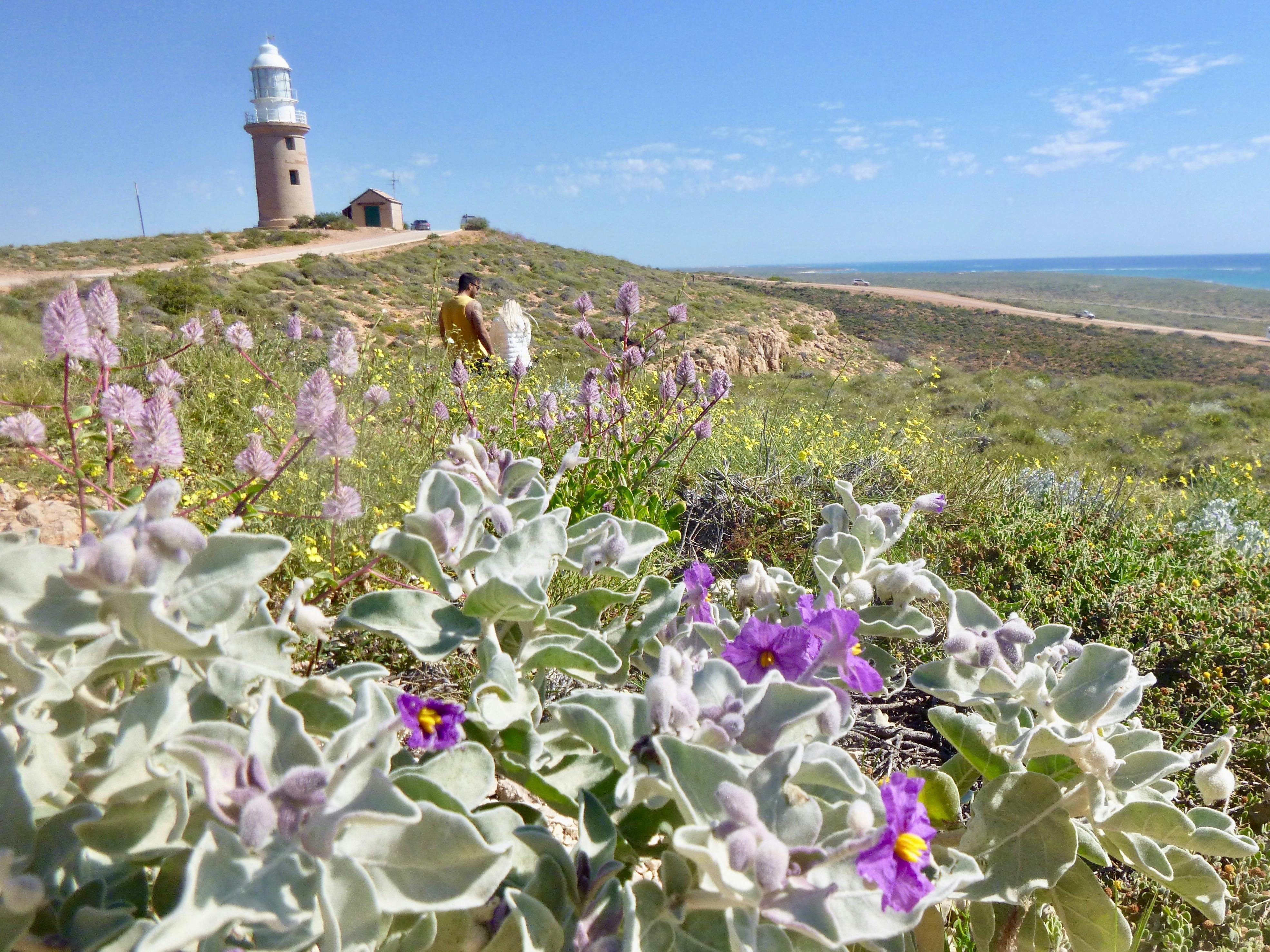 Vlamingh Head Lighthouse with purple wildflowers in the foreground