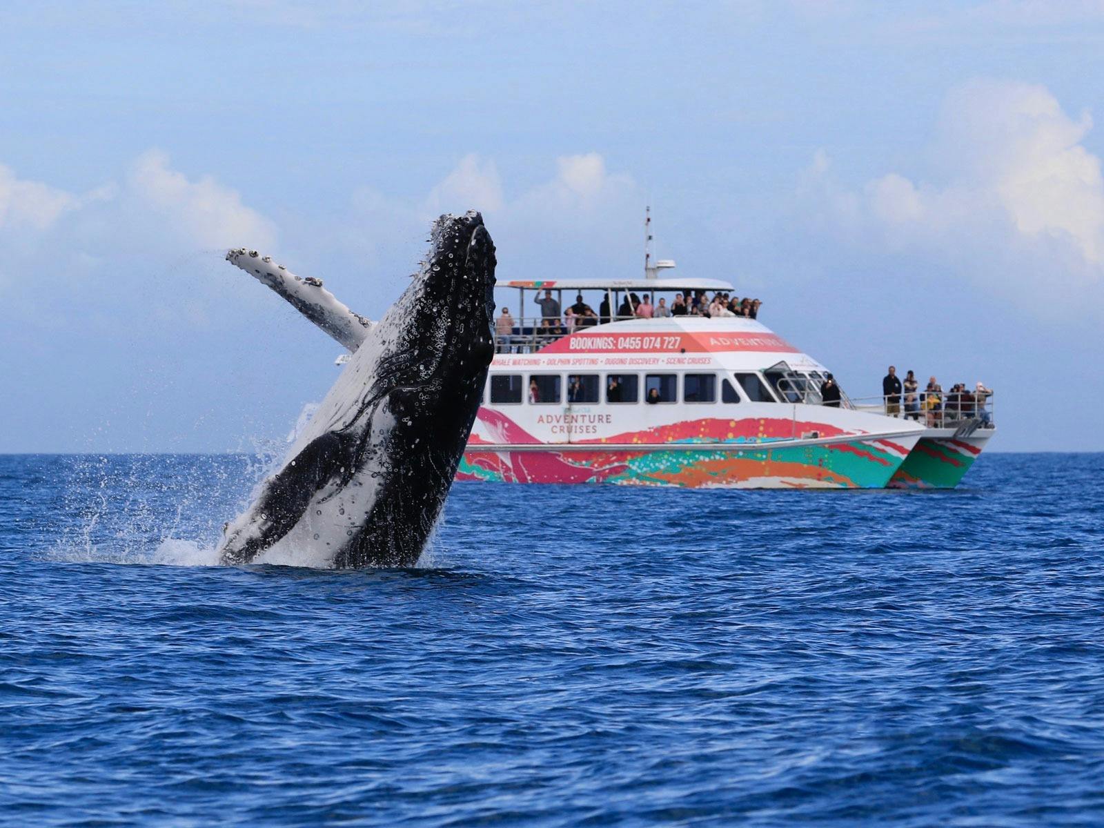 whale watch hervey bay