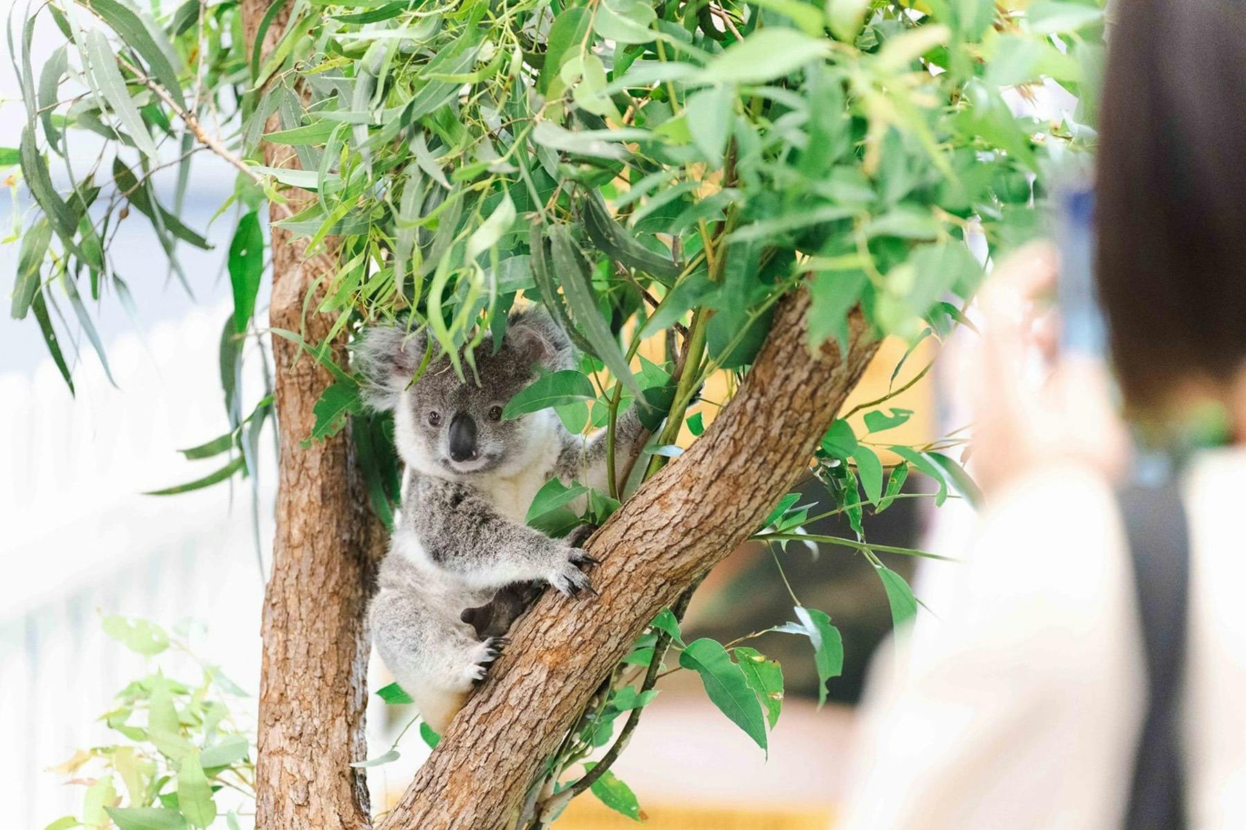 Koala sitting in the fork of a gum tree