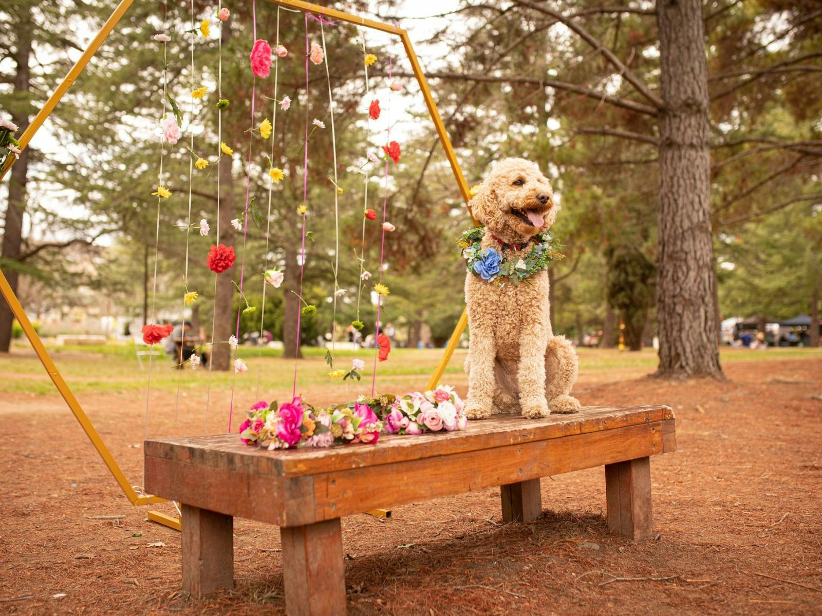 The Great Treat Hunt Paws Party