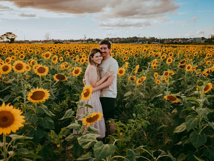 Hunter Valley Sunflowers