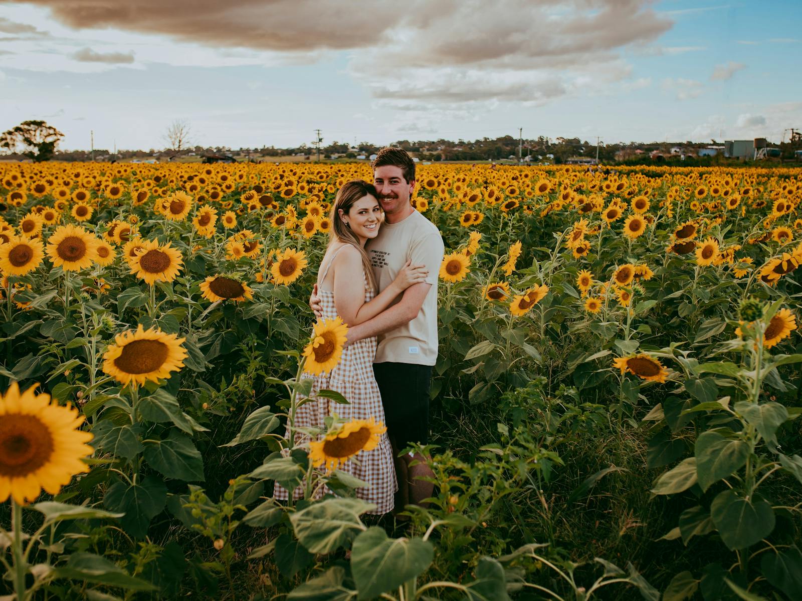 Hunter Valley Sunflowers | NSW Holidays & Accommodation, Things to Hunter Valley Sunflowers | NSW Holidays & Accommodation, Things to