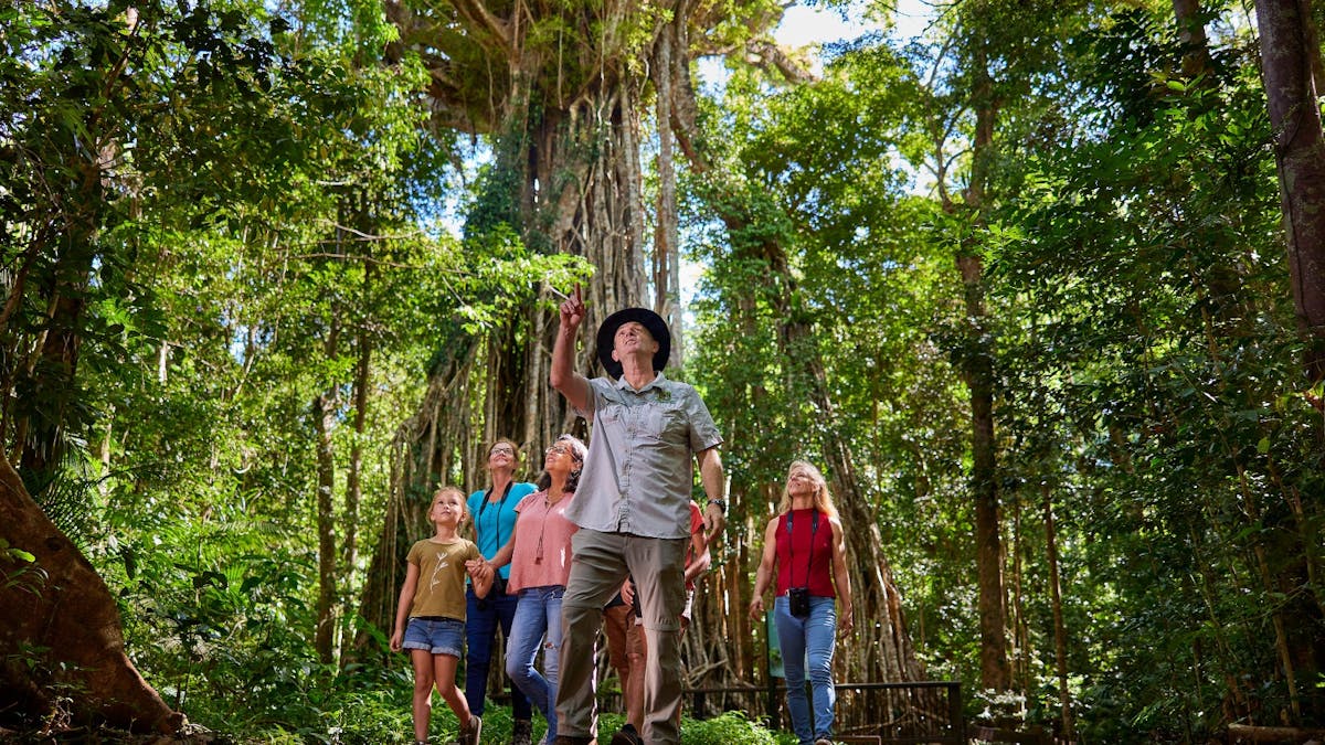 Guided Rainforest Tours