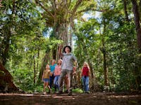 Guided Rainforest Tours