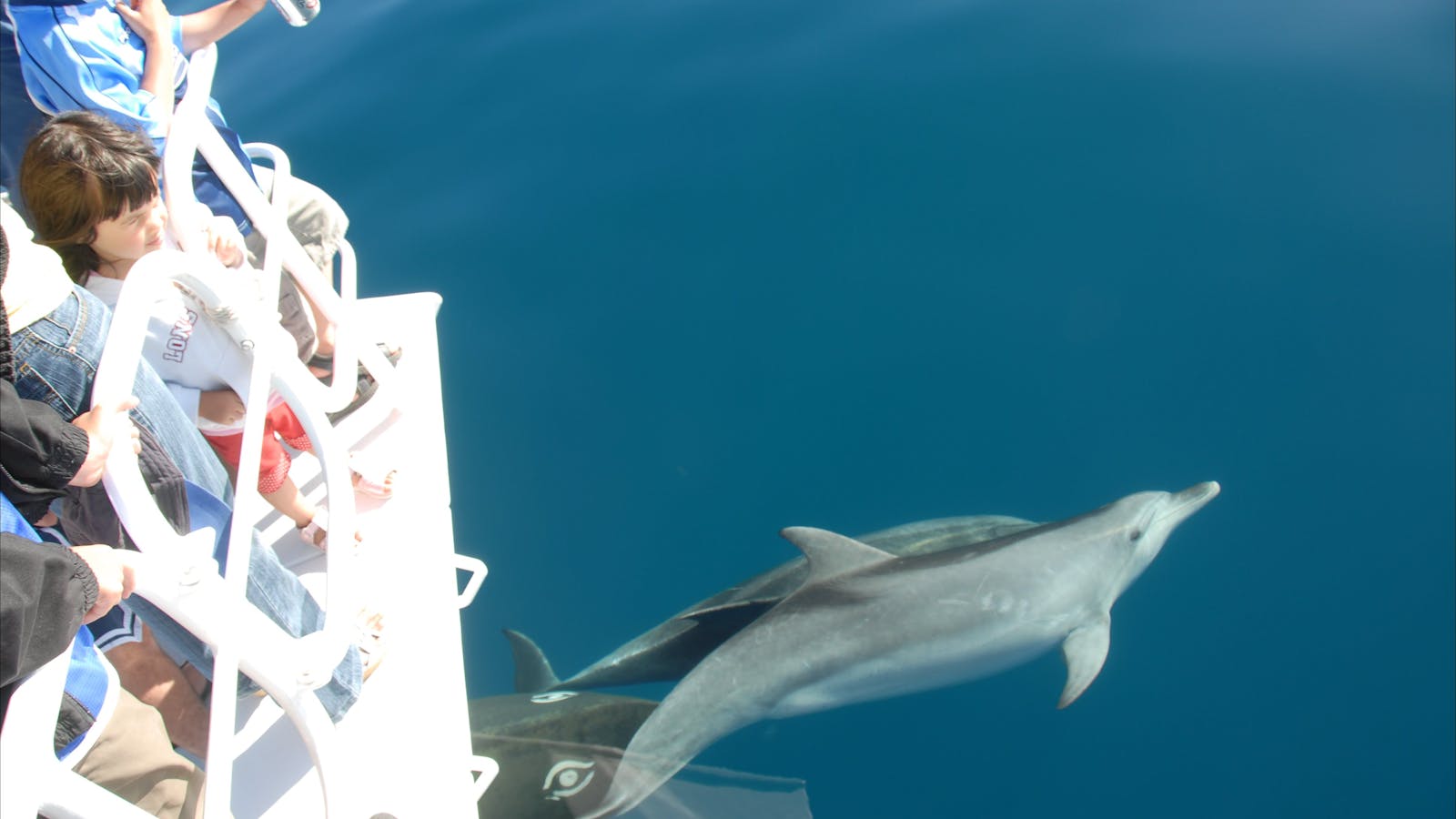 Dolphins
