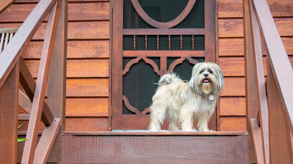Pet friendly