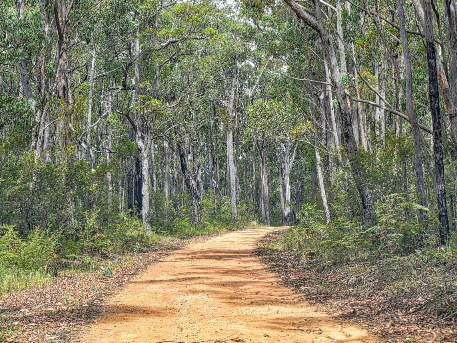 Dirt 4WD path through Deep Creek