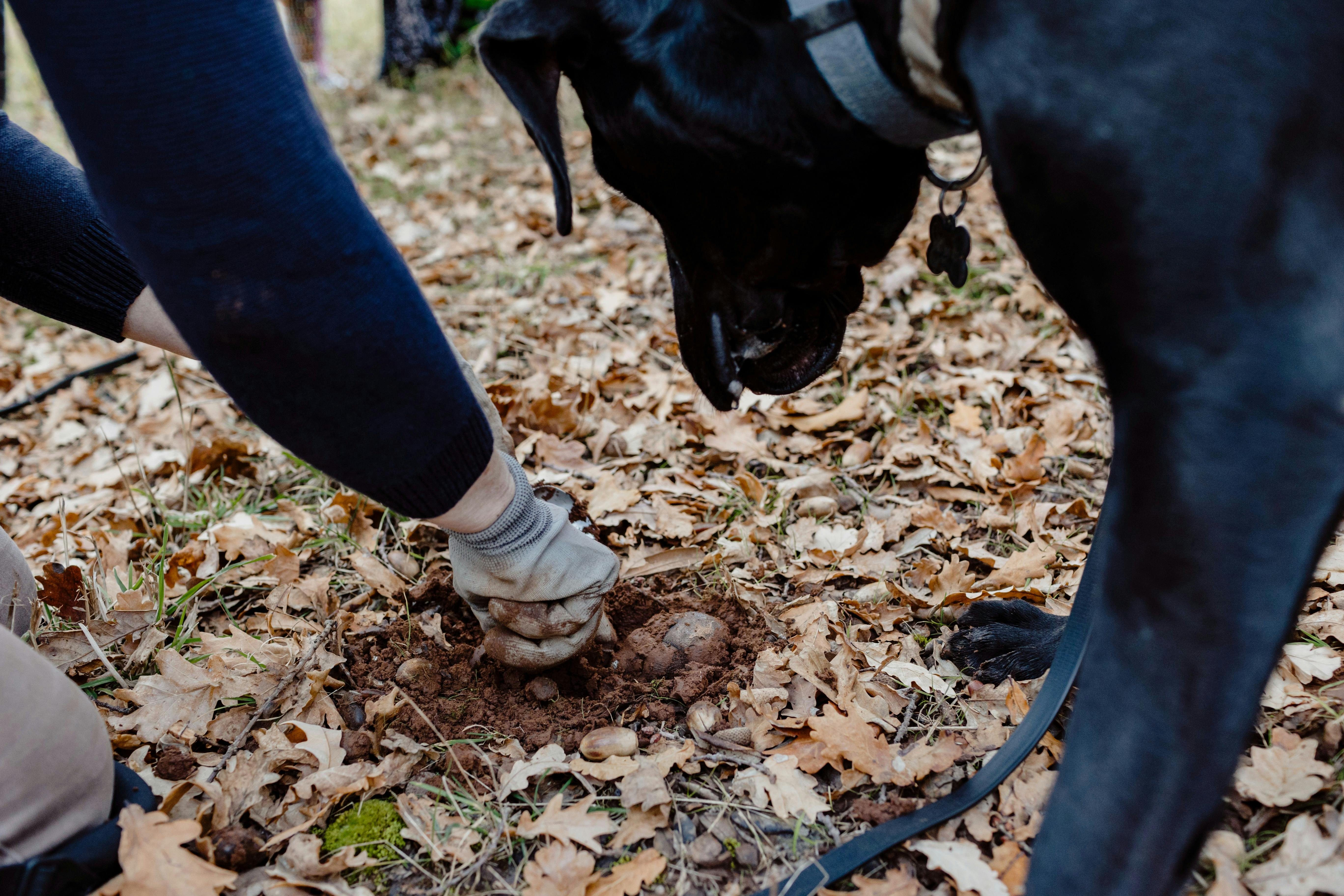 Black Tie and Gumboot Truffle Hunt and Dinner