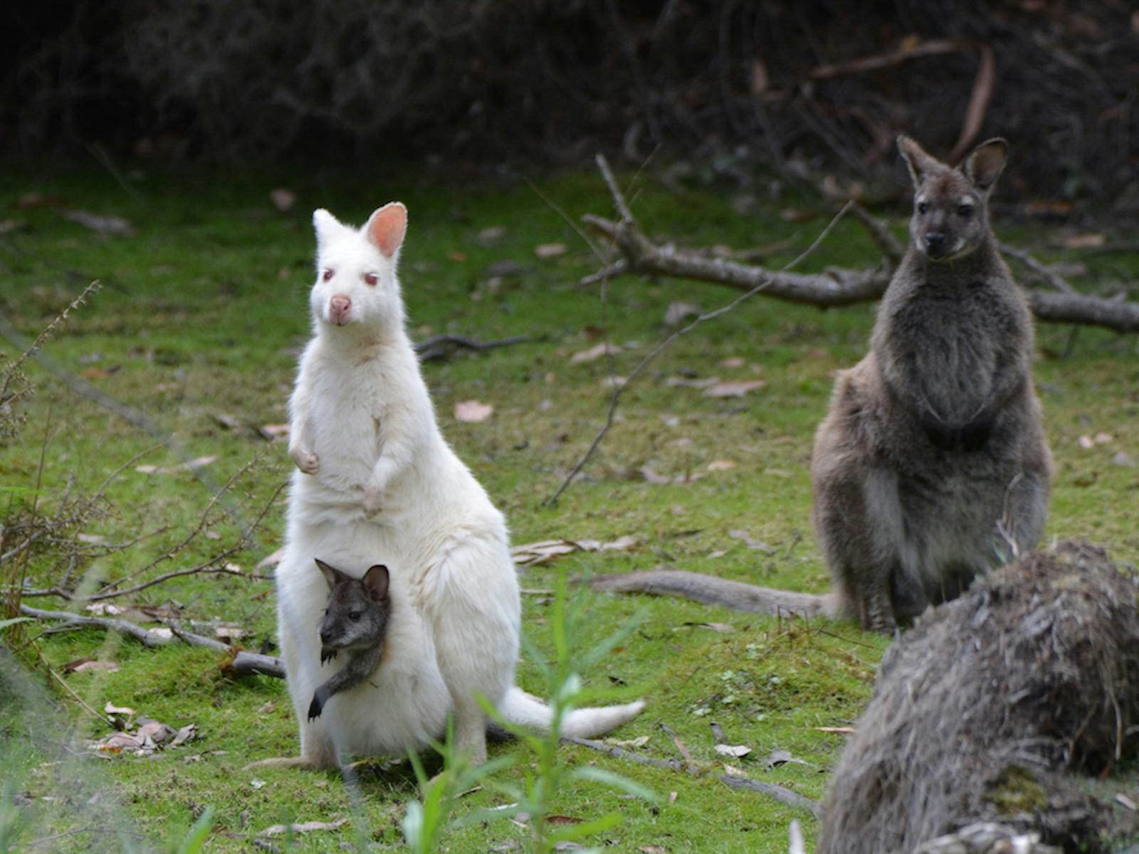 Albino Wallaby