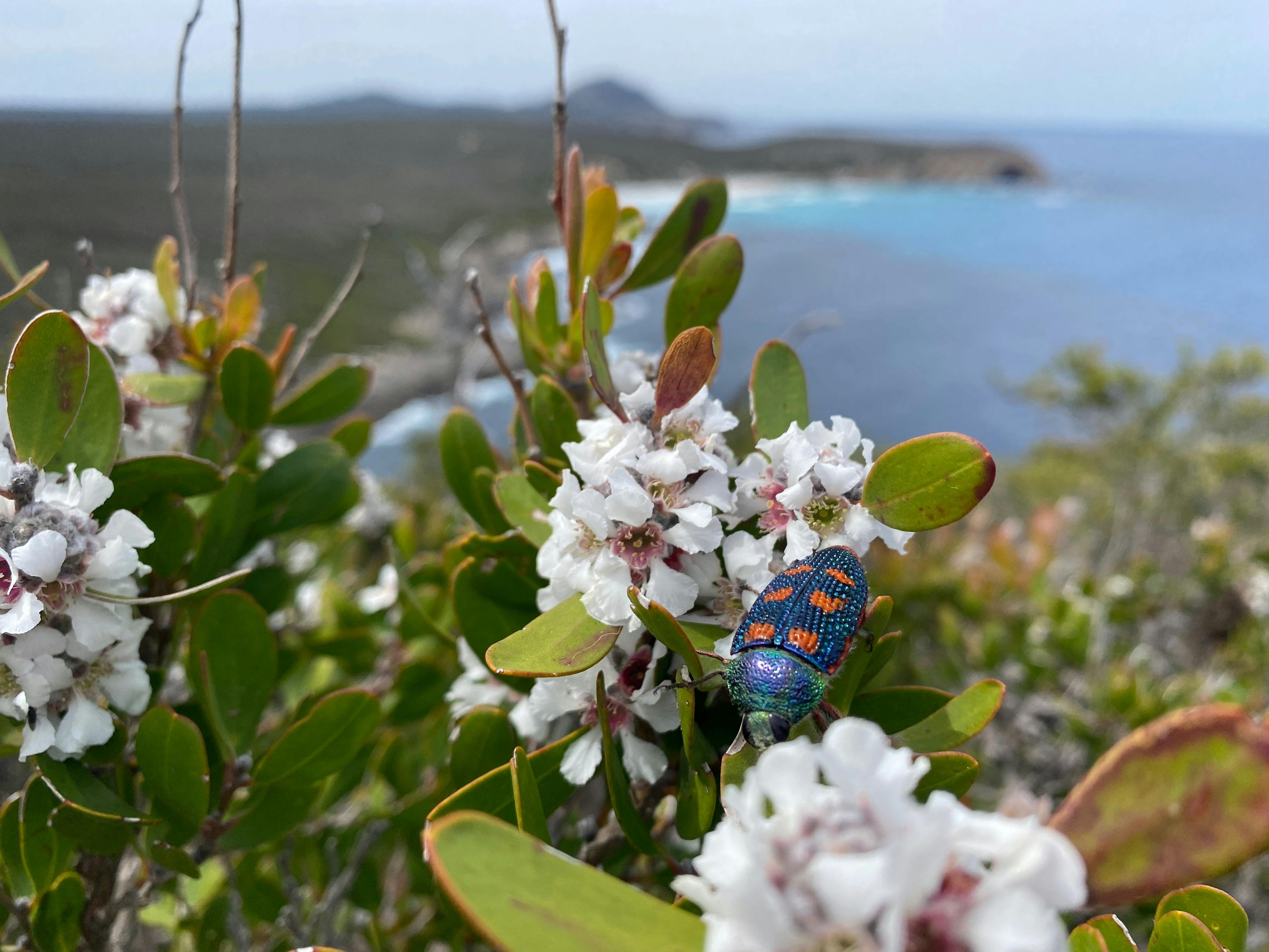 a blue and orange shiny beetle on a soft white flower, in the background East Mt Barren