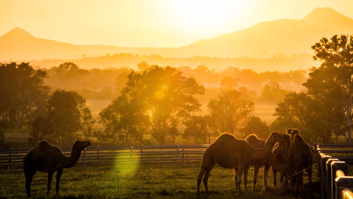 Sun setting over the Scenic Rim at Summer Land Camel Farm