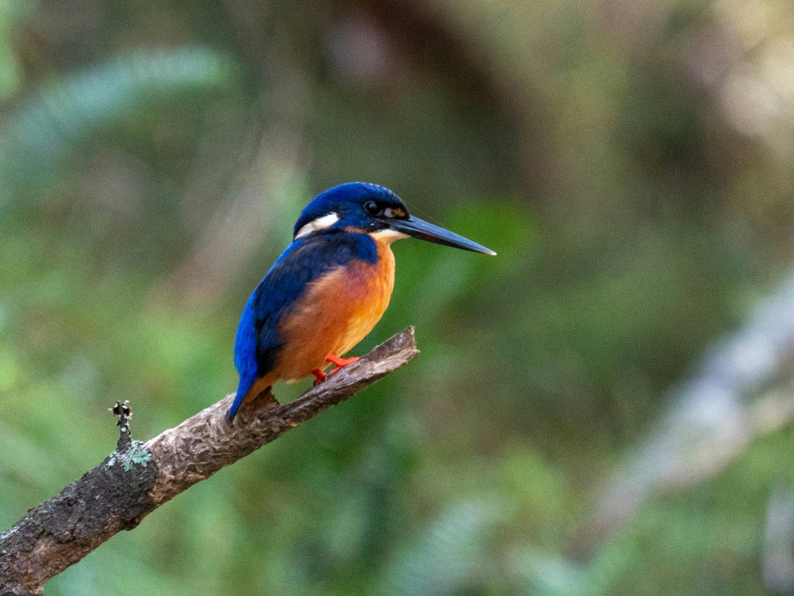 Azure Kingfisher perched on branch, looking for fish.