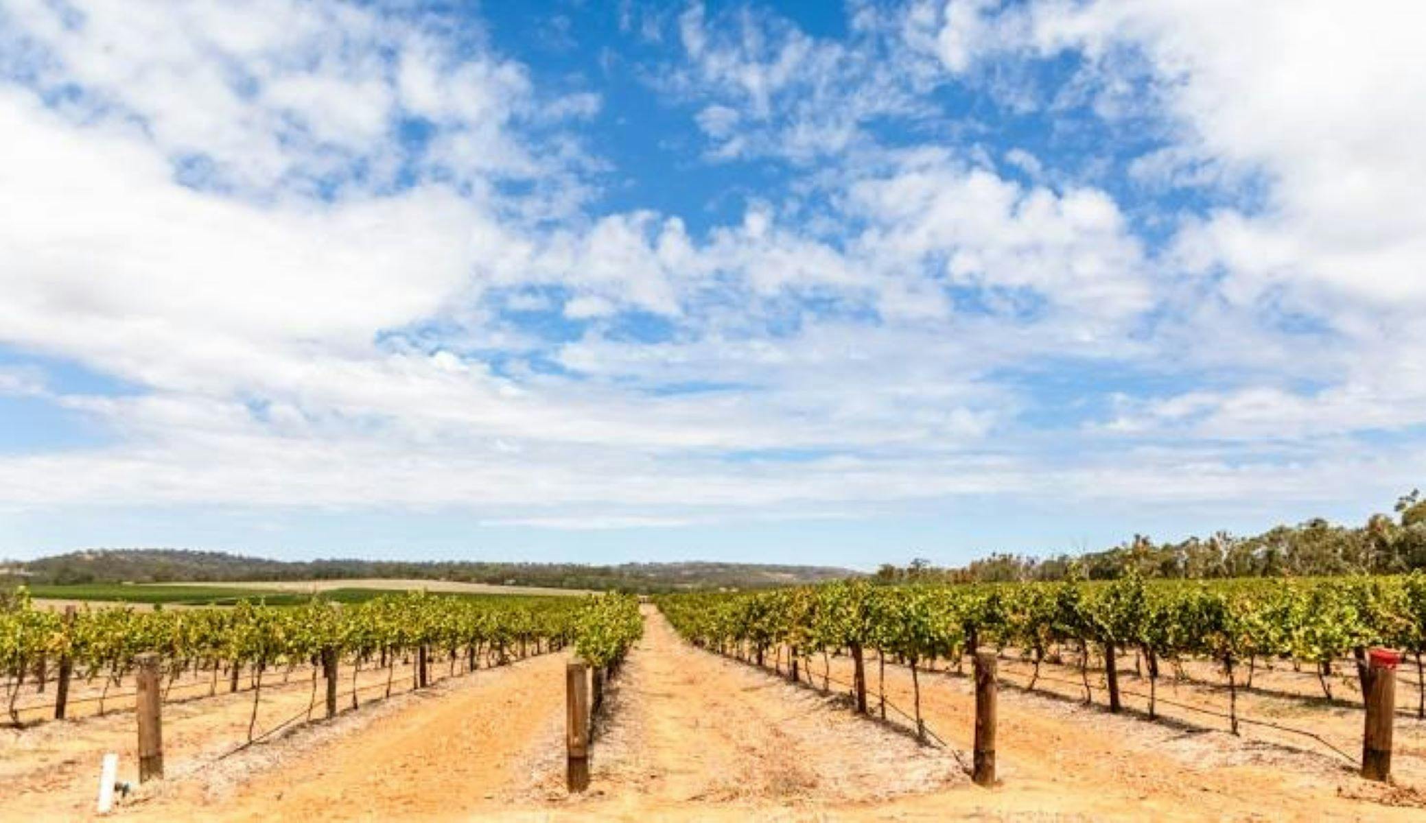 Clare Valley Private Wine Tour