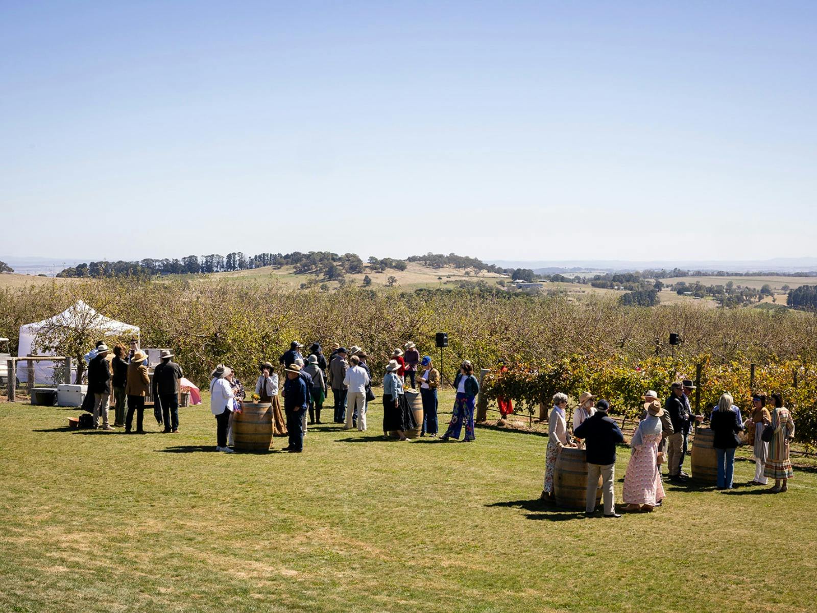 Harvest Lunch in the Vines