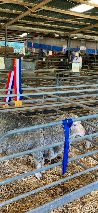 Yass Show sheep