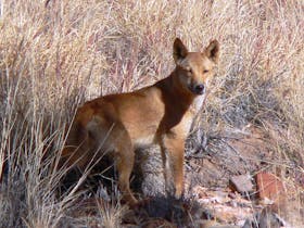 A dingo watches us warily