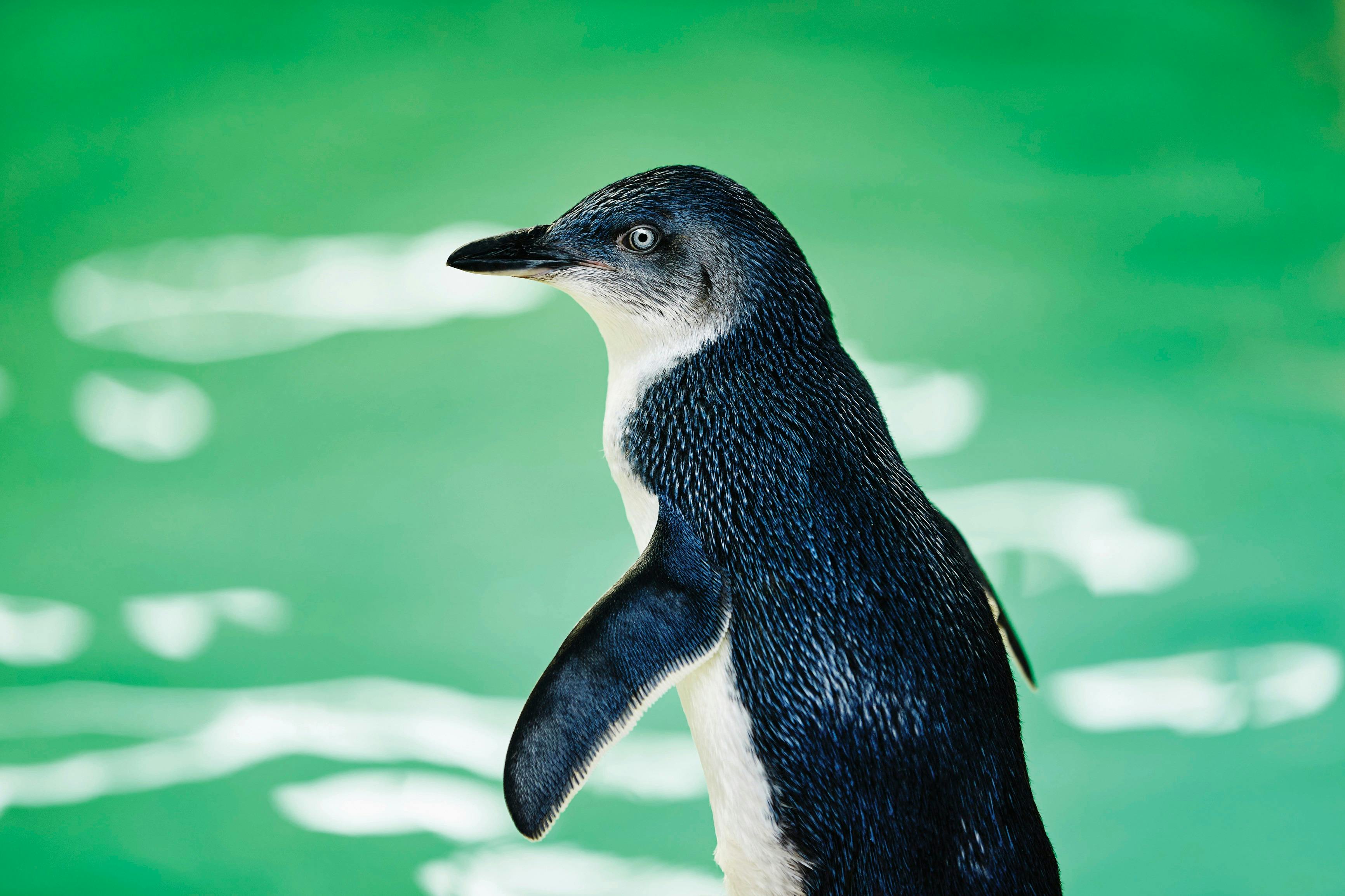 Penguin Island,  Western Australia