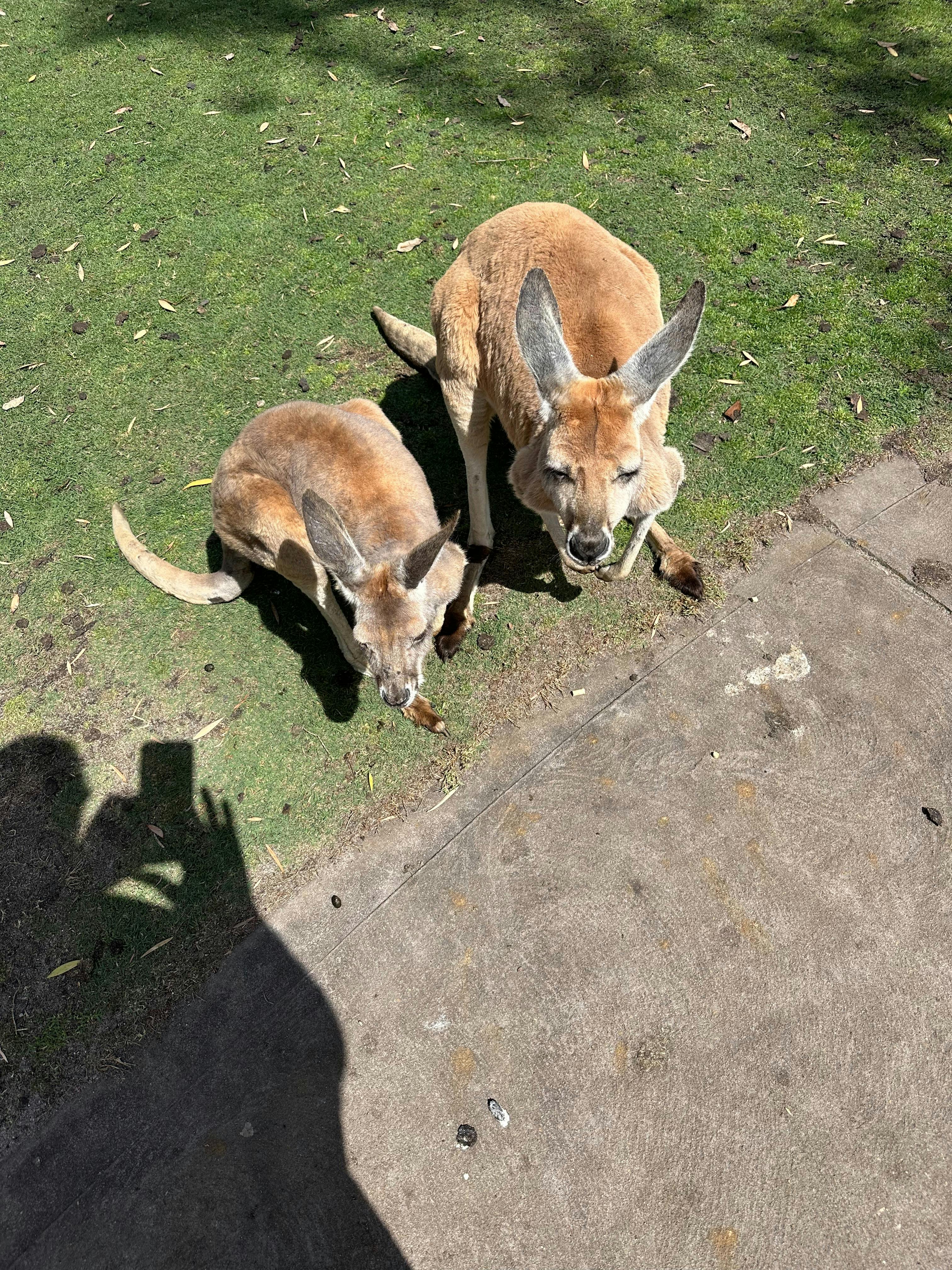 Skippy