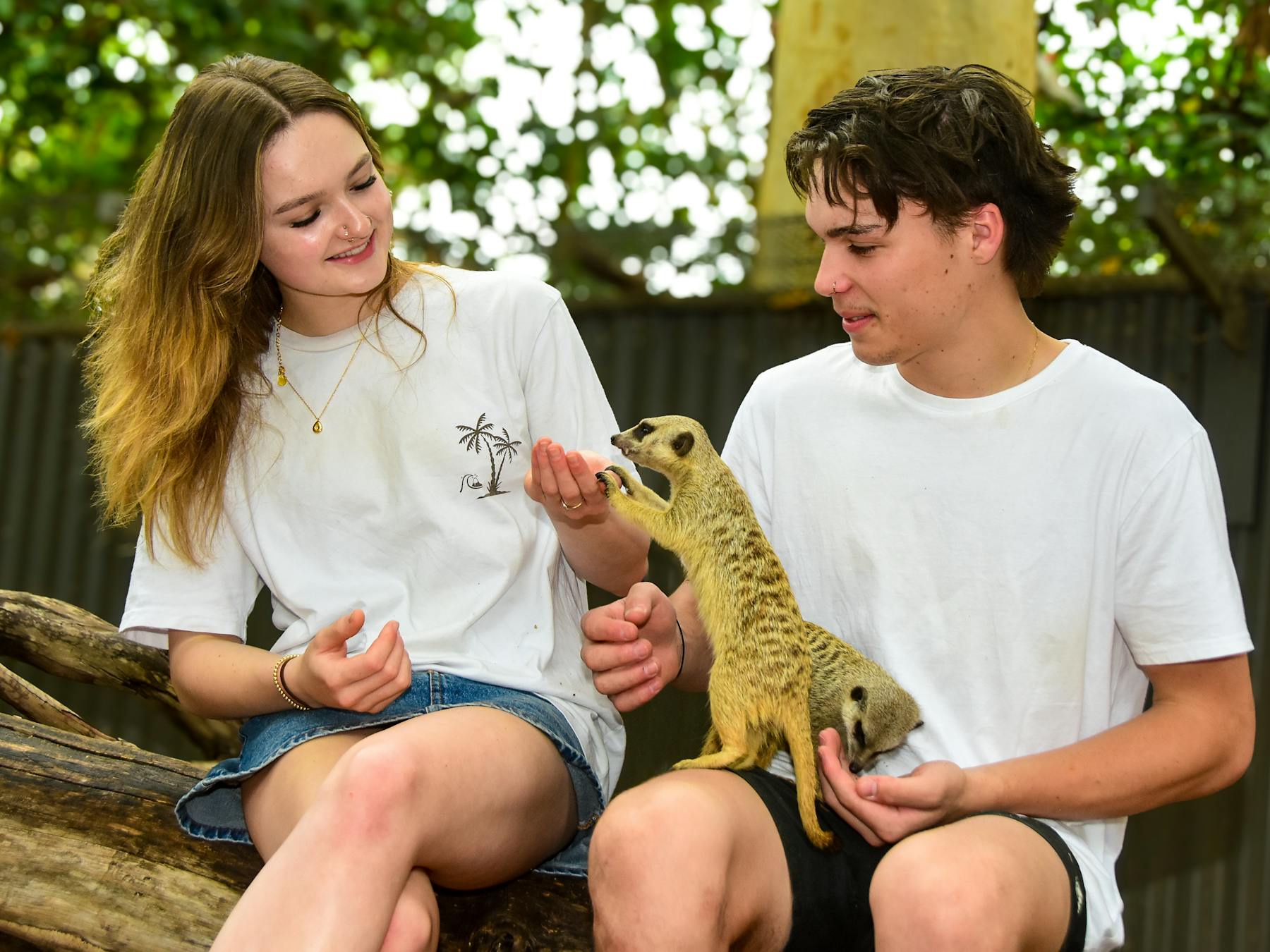 Exclusive interaction with meerkats available twice daily