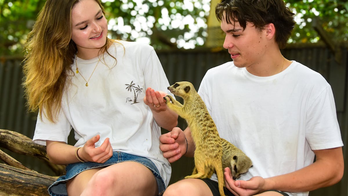 Exclusive interaction with meerkats available twice daily