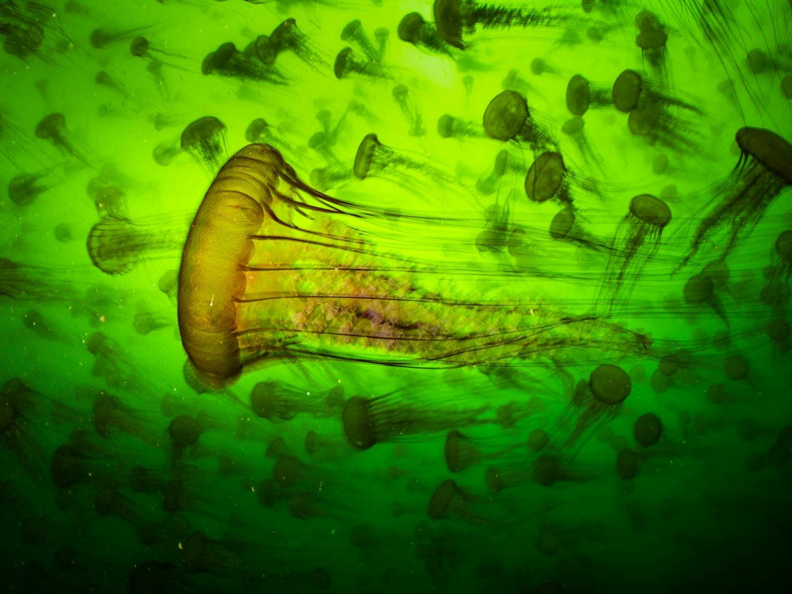 Ralf Pace, Wildlife Photographer of the Year