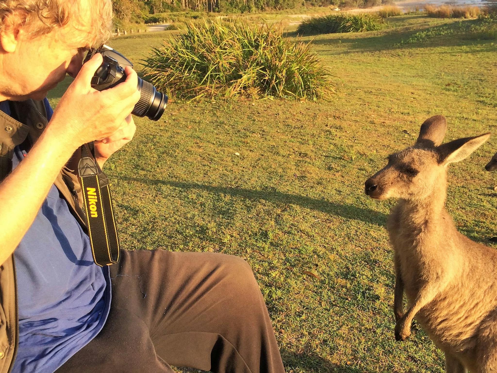 VIP Private Tours knows where you can see kangaroos up close