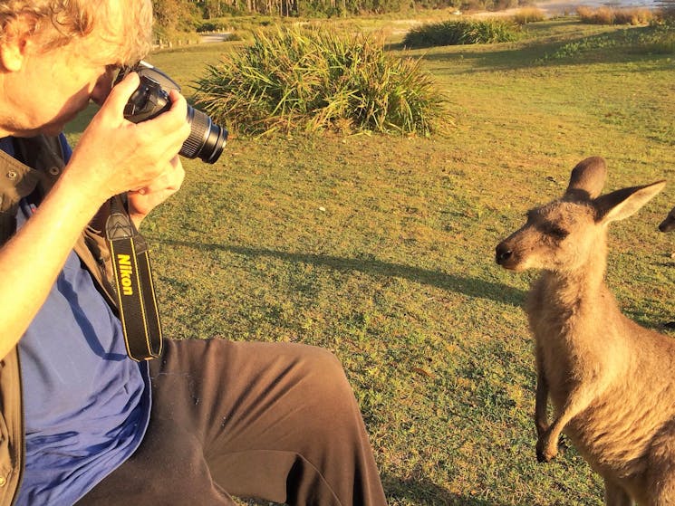 VIP Private Tours knows where you can see kangaroos up close