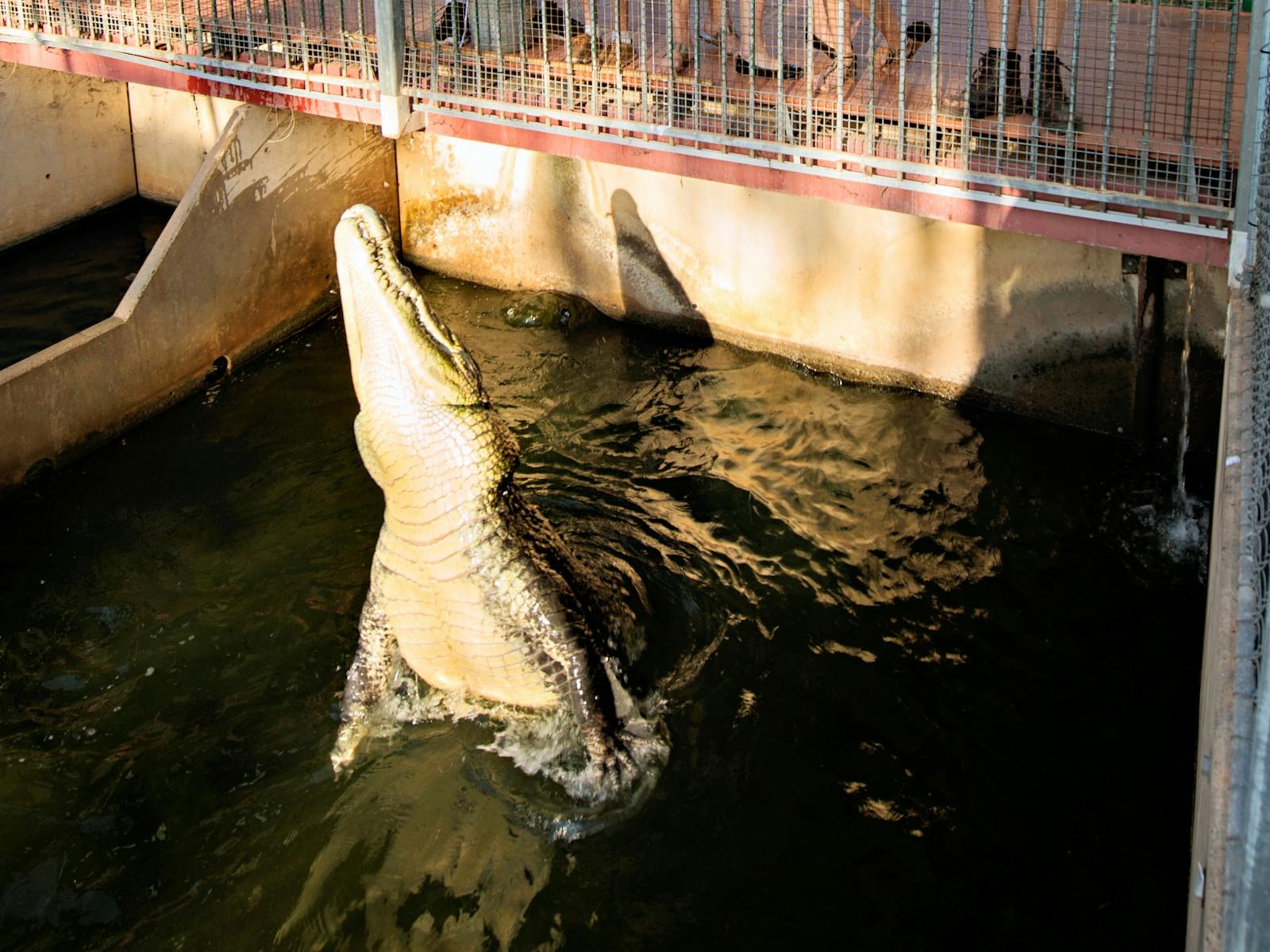 croc feeding 3
