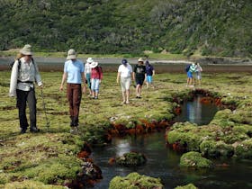Lord Howe Island Nature Tours