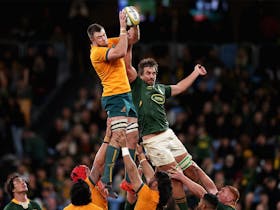 Wallabies v South Africa Cover Image