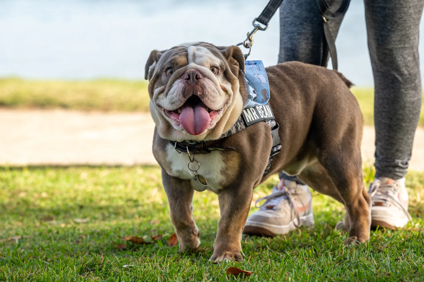 Dog events sunshine coast