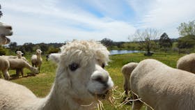 Clearview Alpacas