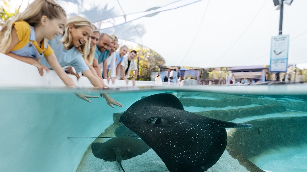 Ray Reef - Sea World