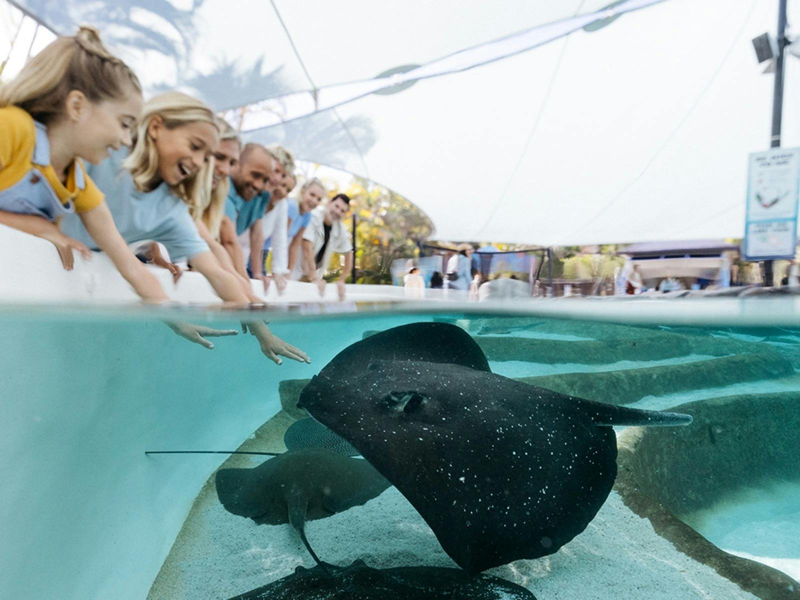 Ray Reef - Sea World